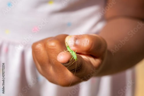 Single Katydid, Meconema thalassinum, on a child's finger photo