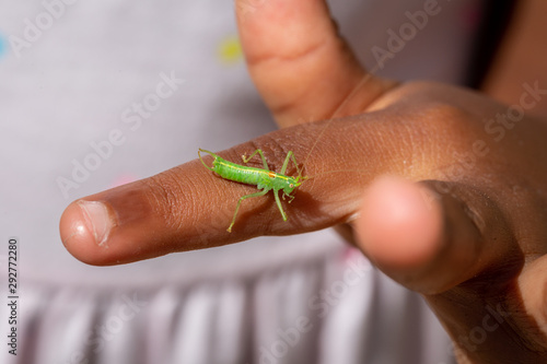 Single Katydid, Meconema thalassinum, on a child's finger photo