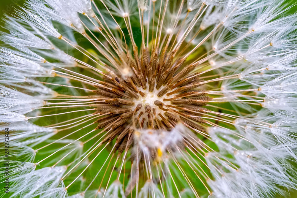 Dandelion seeds close up blowing in the garden Dandelion seeds close up blowing in the garden