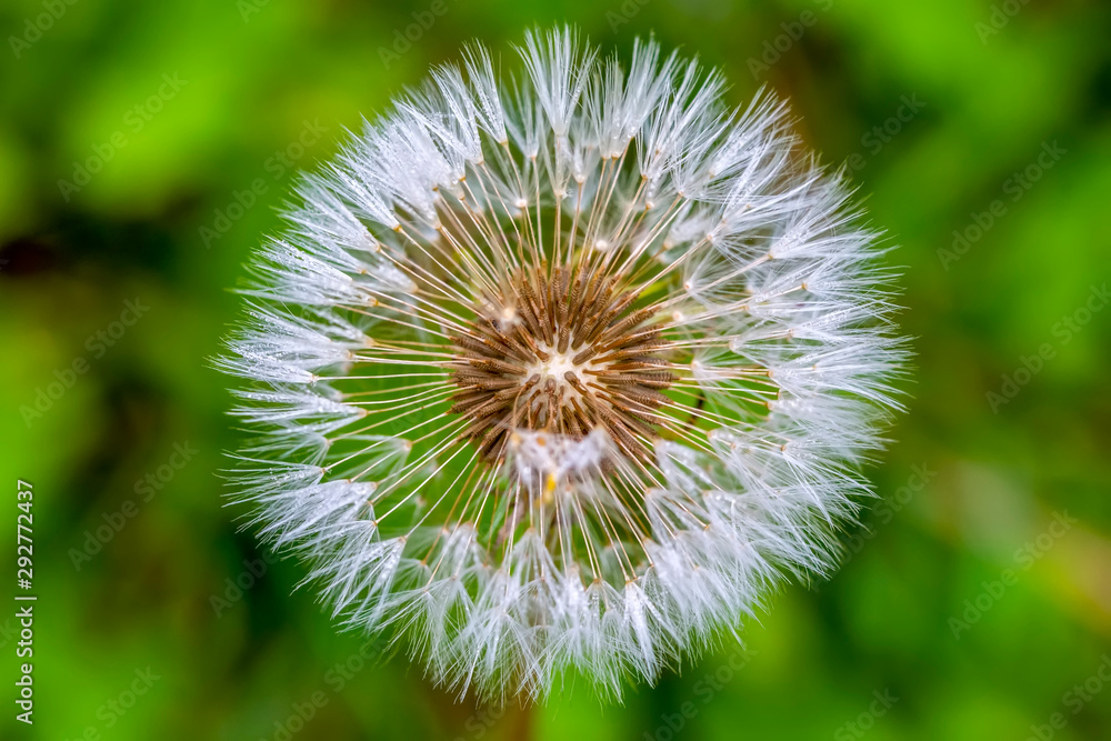 Dandelion seeds close up blowing in the garden Dandelion seeds close up blowing in the garden