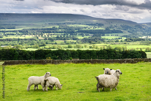 Sheep at Castle Bolton with River Ure in Wensleydale valley with dappled sun North Yorkshire England