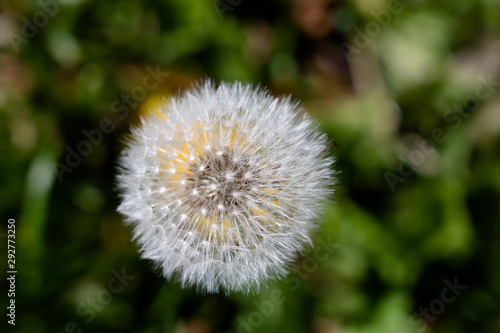 Close up photograph of a dandelion seed pod with copy space
