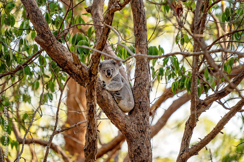 Photography Australian Koala Sitting In A Tree