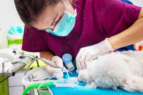 Woman veterinarian dentist doing procedure of professional teeth cleaning dog in a veterinary clinic. Anesthetized dog in operation table. Pet healthcare concept . photo