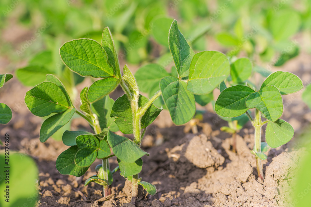 Glycine max, soybean, soya bean sprout growing soybeans on an industrial  scale. Young soybean plants with flowers on soybean cultivated field.  Agricultural soy plantation background. Stock Photo | Adobe Stock