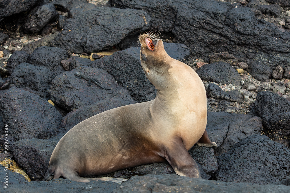 Fototapeta premium A sea lion makes its 