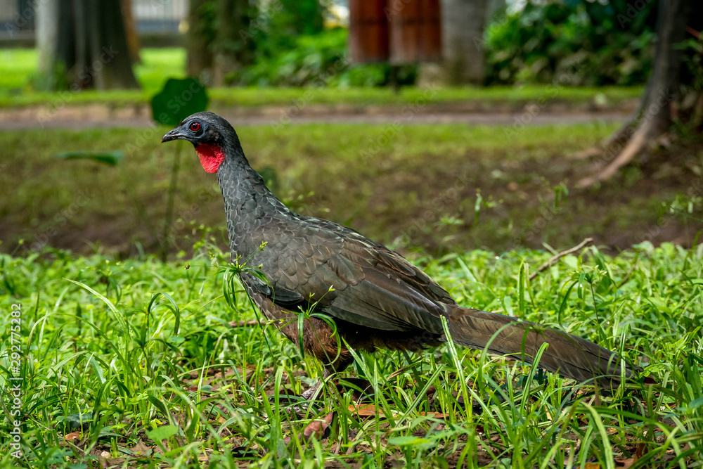 Jacu (typical guan jacquacu) birds Jacu (typical guan jacquacu) birds
