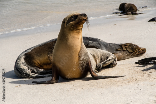 Closeup of sea lion at the Galapagos Islands.