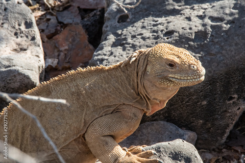 Closeup of ground iguana at the Galapagos Islands.