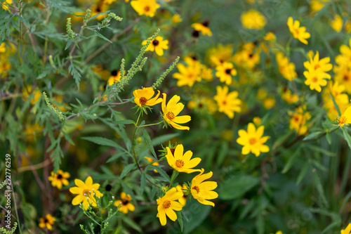 Yellow wildflowers in full bloom