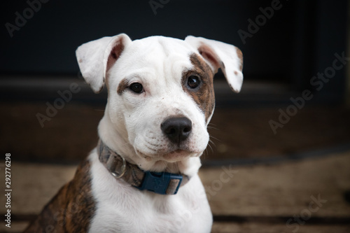 Young Puppy Portrait