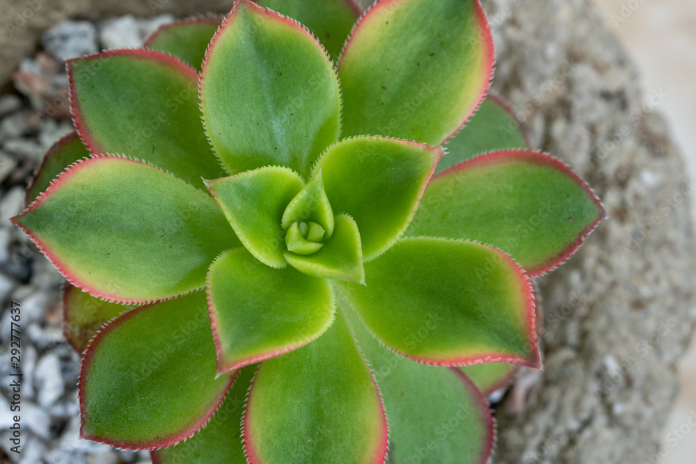 Green and Pink succulent Green and Pink succulent