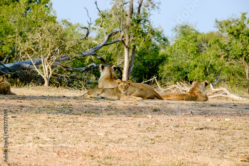 Two lionesses with one cub resting at the end of the day