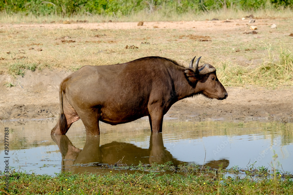 Cape buffalo standing on water to cool off Cape buffalo standing on water to cool off