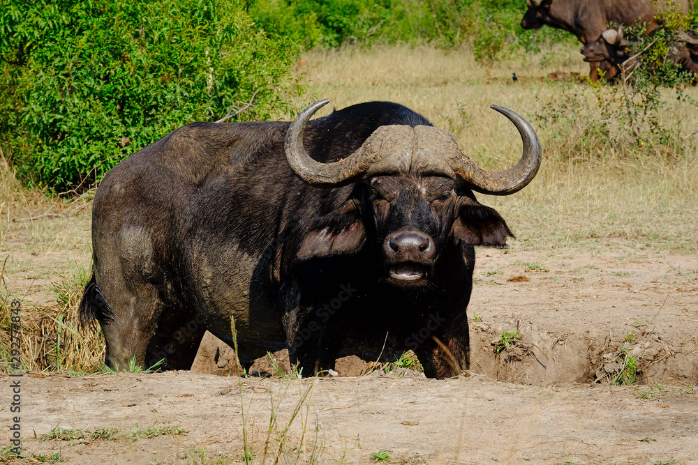 Adult cape buffalo staring at the camera head on