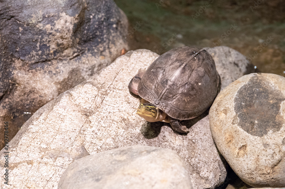 Foto de Cute turtle on round stone near the pond. Land turtle with