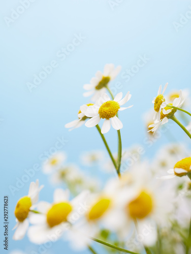 Closeup of fresh chamomile flowers © originalpunkt