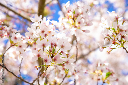 cherry tree blossom © Joshua