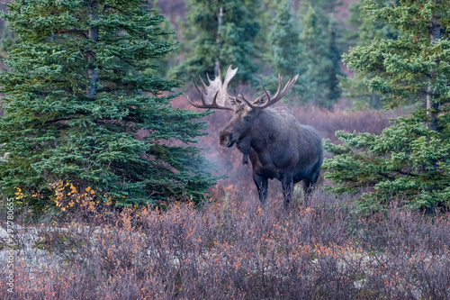Bull Moose in Denali National Park