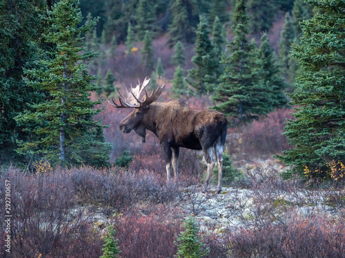 Bull Moose in Denali National Park photo