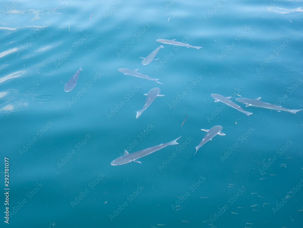 Naklejka premium small sharks swimming on the surface