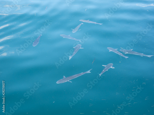 small sharks swimming on the surface