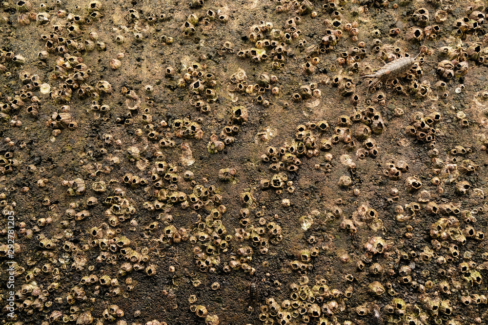 Isopod (Isopoda) crustaceans marine life form on a seawall with ...