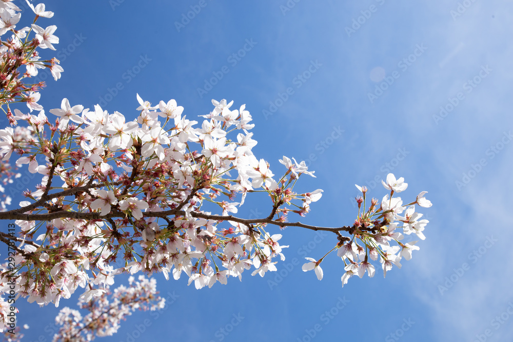 Blossom tree and blue sky natural spring flowers background Blossom tree and blue sky natural spring flowers background