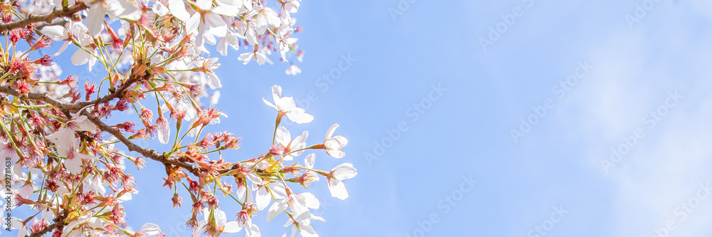 Blossom tree and blue sky natural spring flowers background Blossom tree and blue sky natural spring flowers background
