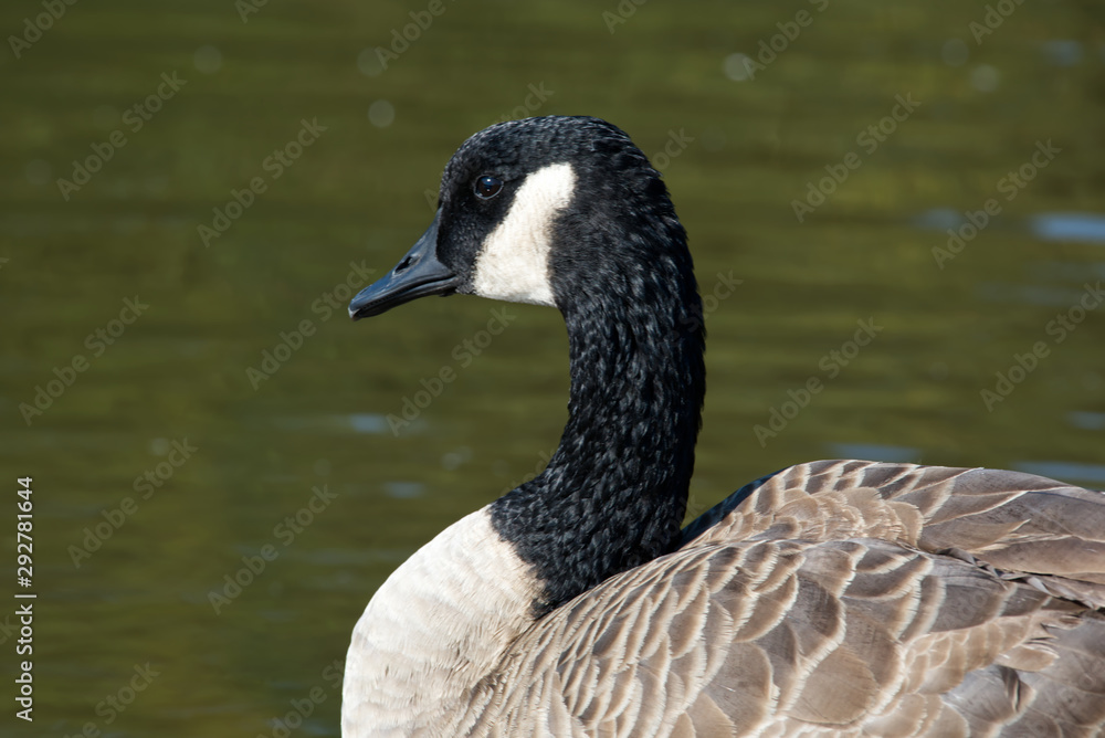 A wild Canadian goose in the early morning. A wild Canadian goose in the early morning.