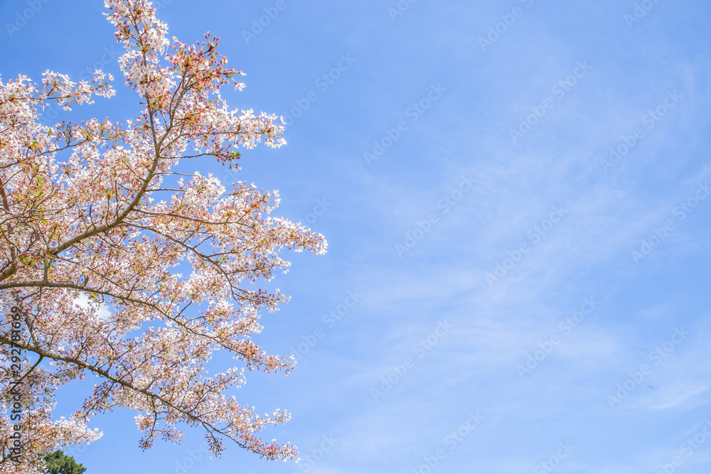 Blossom tree and blue sky natural spring flowers background Blossom tree and blue sky natural spring flowers background