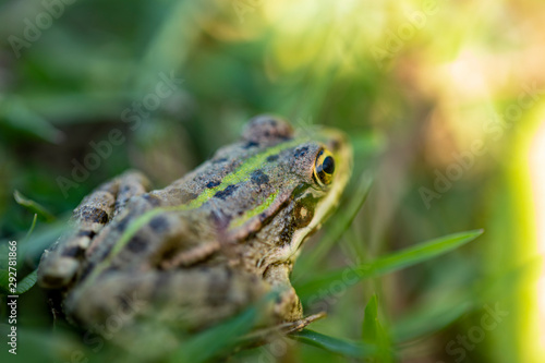 frog in wildlife