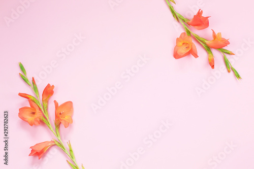 Beautiful orange Gladiolus flower on pink background