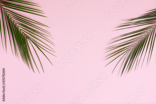 green leaves of palm tree on pink background