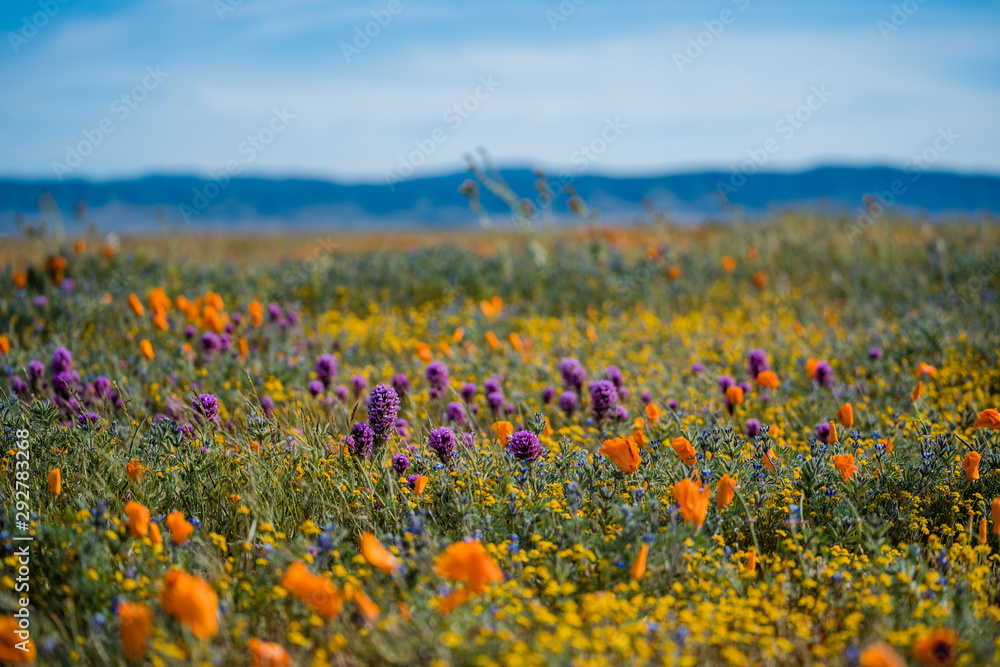 Obraz premium Orange California Poppies and Purple Owl's Clover in field with yellow flowers