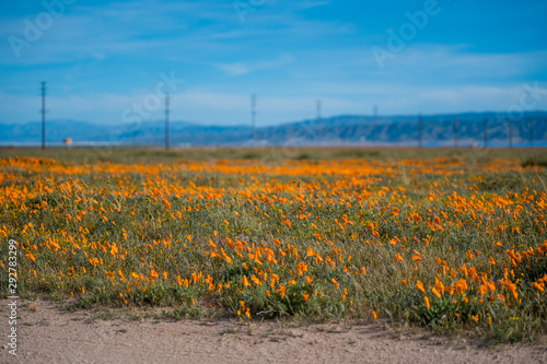 Orange California Poppies with transmission power lines