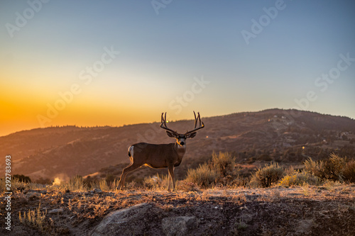 12 point mule deer buck in mountains with sunset