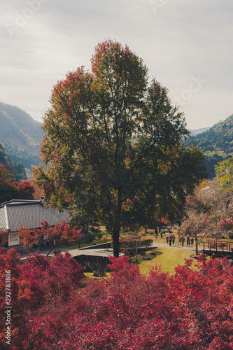 You can see a big tree over the bright red maple