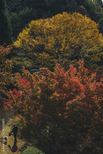 It looks like the trees of the big autumn leaves are burning up