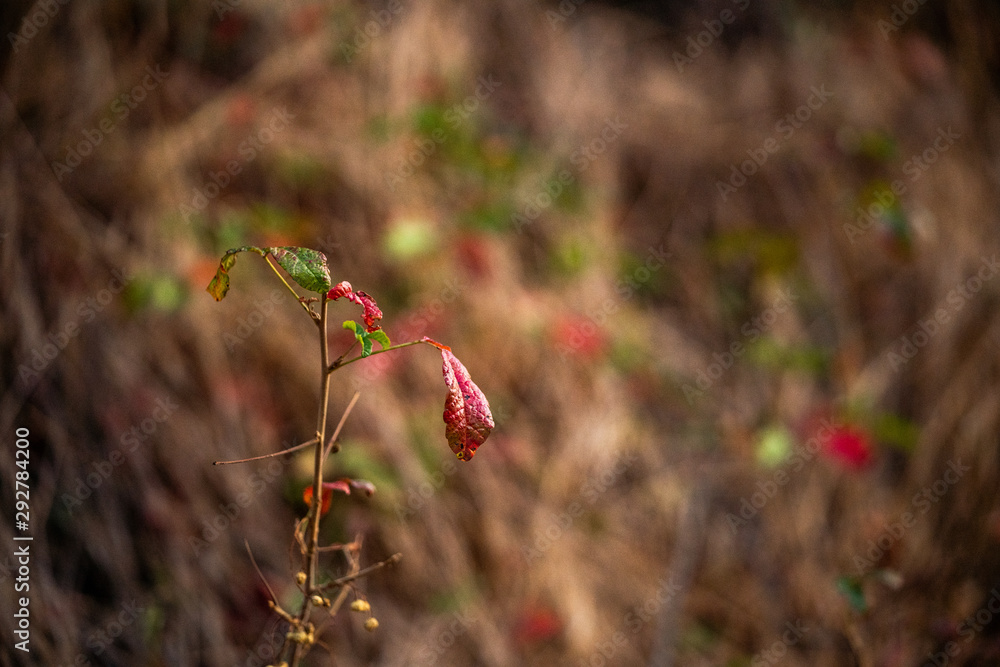Single fall leaf turning red Single fall leaf turning red