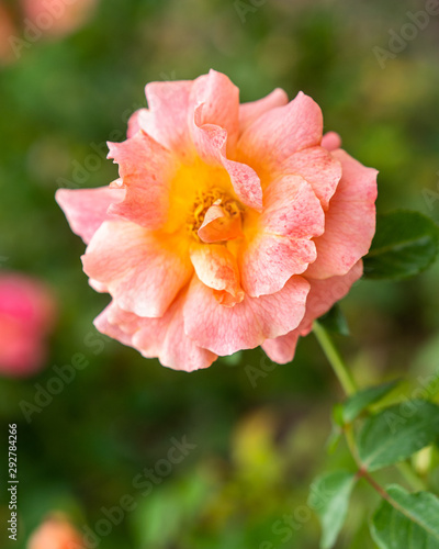 Easy Does it pink peach rosebush