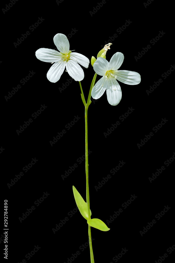 Obraz premium Small white flower (Cerastium pauciflorum) 4