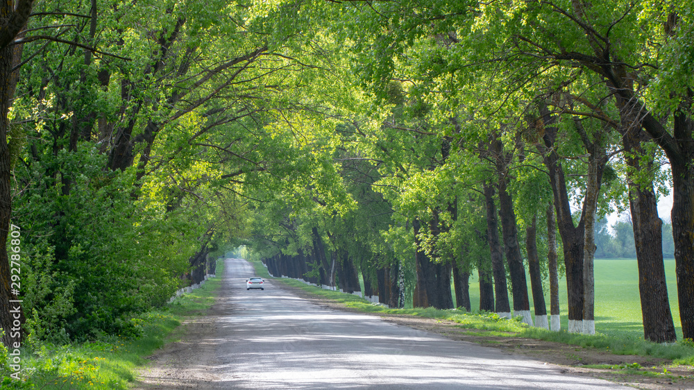 Asphalt road surrounded on both sides by green trees reaching the horizon