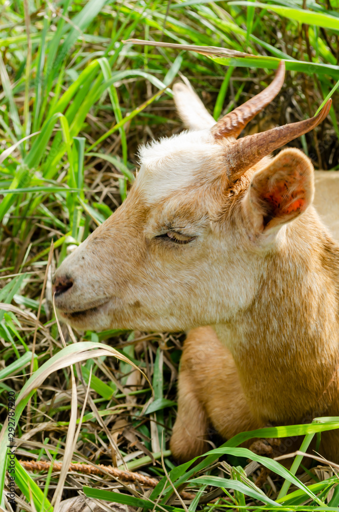 Fototapeta premium Side Of Blue And White Alphine Goat Head