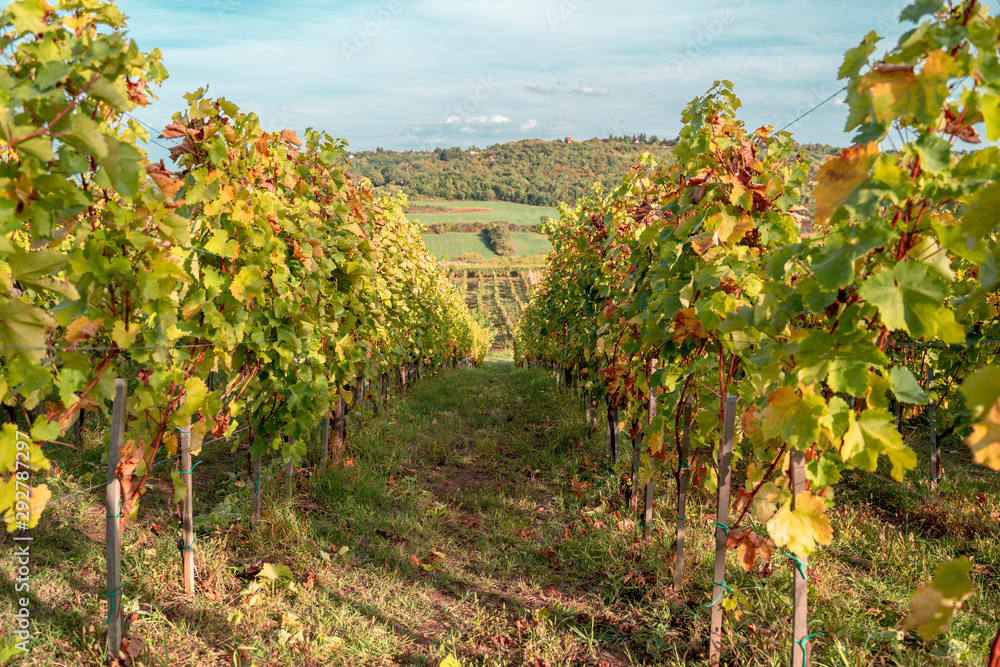 Vineyard rows in autumn sunny day