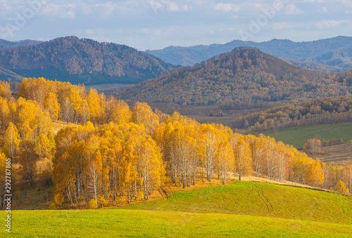 Autumn view, yellow trees on the hillside
