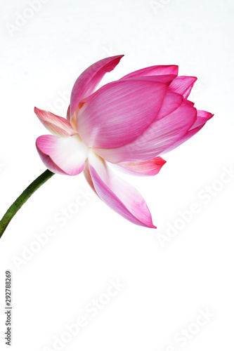 beautiful lotus flower isolated on white background