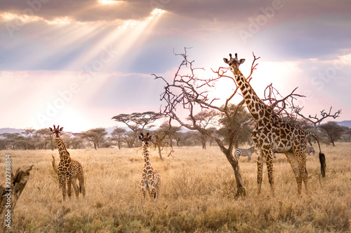 Photography tower of giraffes