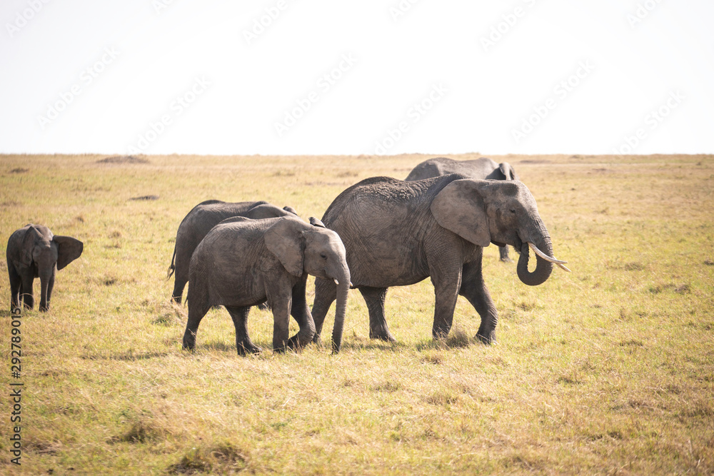 elephants walking elephants walking