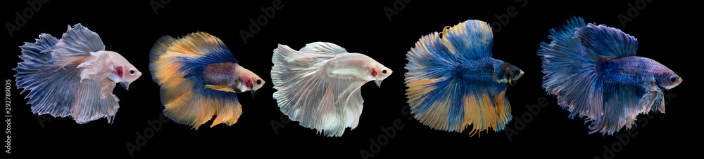 Betta Fish Betta Fish